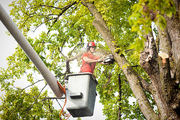 Best Tree Trimming and Pruning  in Morgan Hill, PA